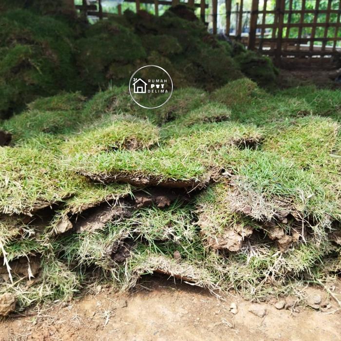 Rumput jepang (1 meter)