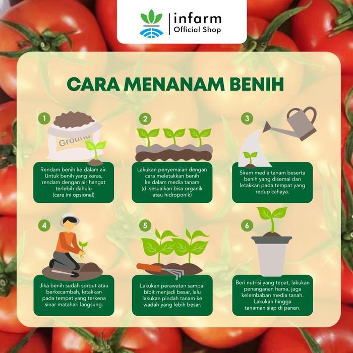 [] INFARM - Benih Unggul Buah Tomat Bulat, Benih Buah Royalmato Bulat Unggul Bibit Buah Tomat Bulat