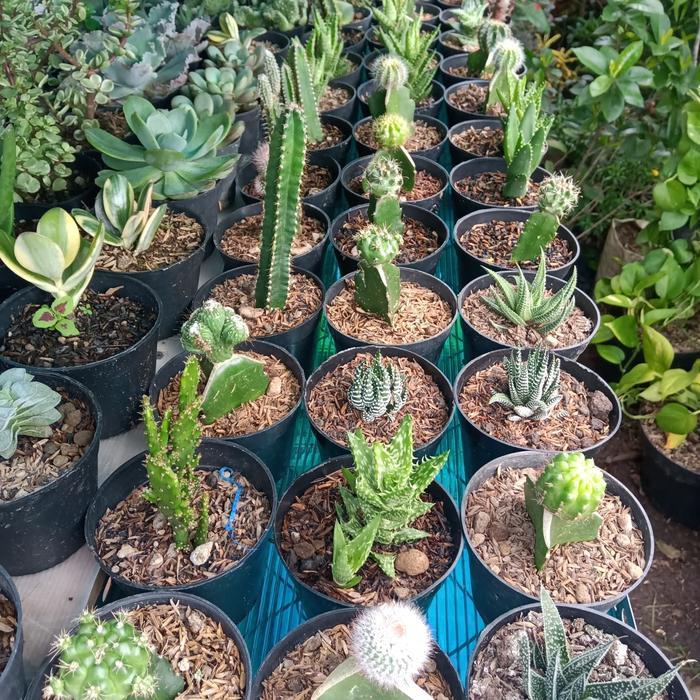 tanaman hias KAKTUS SUKULEN / MINI paket hemat 10 jenis