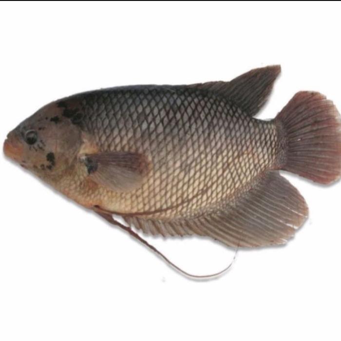 ikan gurame 1ekor