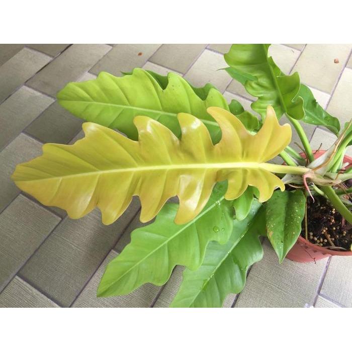 DISKON Bibit Taan s Philo Gergaji Golden READY STOCK