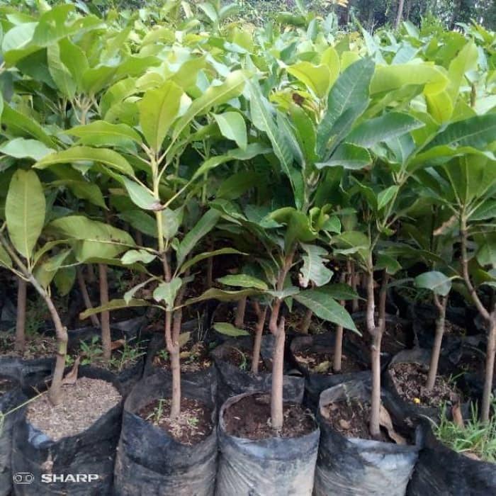 Bibit tanaman buah mangga harum manis madu Terbaik
