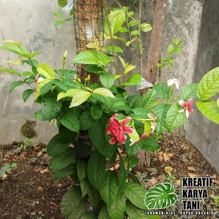 NEWW Tanaman hias bunga melati belanda - Melati belanda wangi