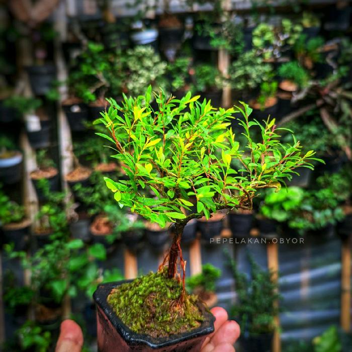 Najwa Gadget Bonsai Mini Shito Cendrawasih Micro Siap Pajang Berbunga Natural Karakter Original