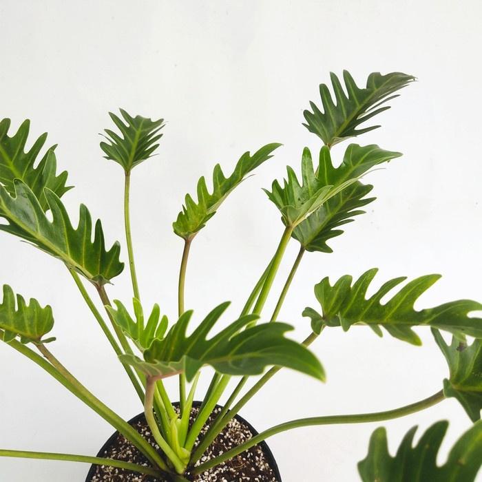 Tanaman Hias Philodendron Xanadu Tanaman Indoor Monstera Xanadu Dewasa Terbaik