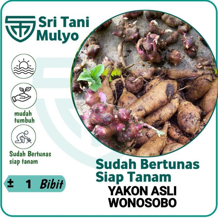 Sale Terlaris Bibit Ubi Yakon Sudah Bertunas - Siap Tanam Asli Wonosobo