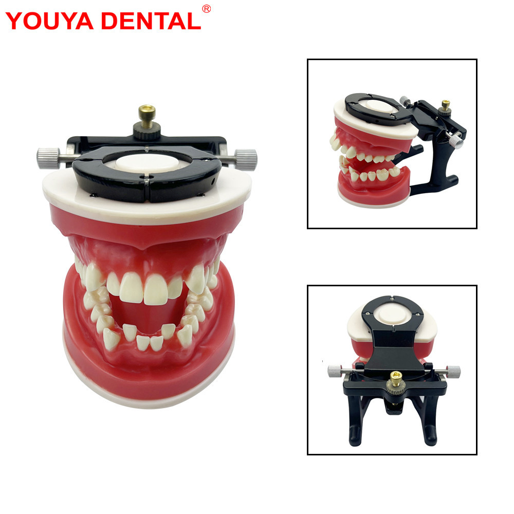 Olivcell New Dental Orthodontic Training Jaw Model Wax Gums Ortho Treament Teeth Model For Practice 