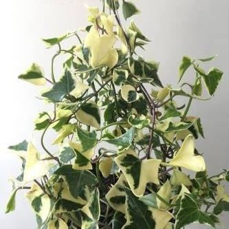 Tanaman Gantung Ivy English Varigata