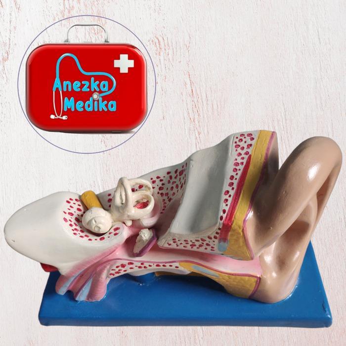 Manikin Model Telinga / Phantom Manikin