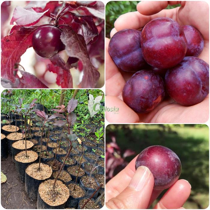Bibit Tanaman Buah Plum Ungu / Purple Leaf Plum cepat berbuah