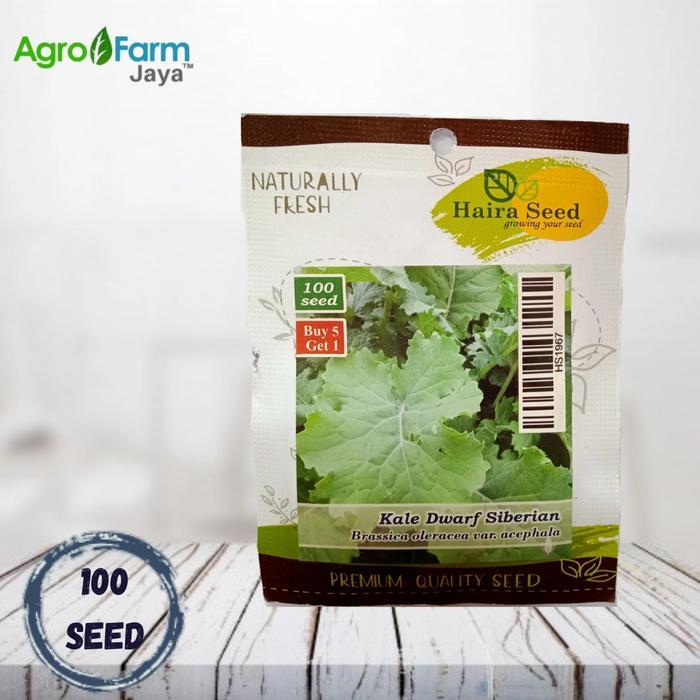 Bibit Kale Dwarf Siberian ( Haira Seed )