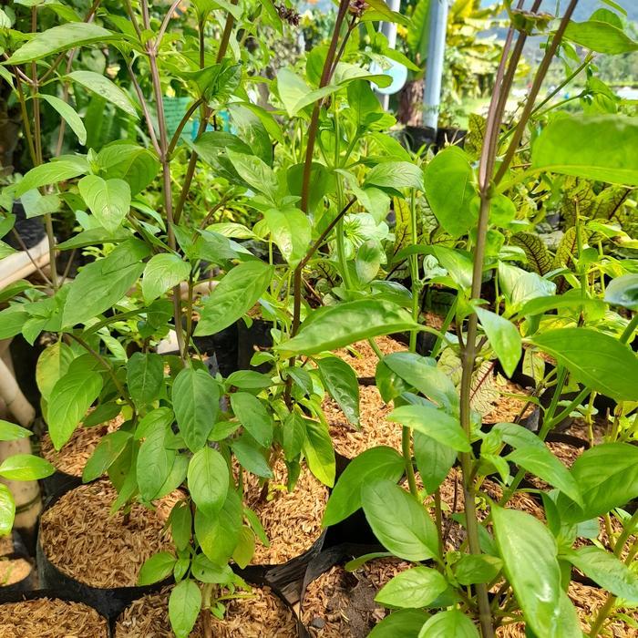 TANAMAN BASIL THAILAND ASLI / THAI BASIL / ORIGINAL THAI BASIL /OCIMUM BASILICUM / KEMANGI THAILAND