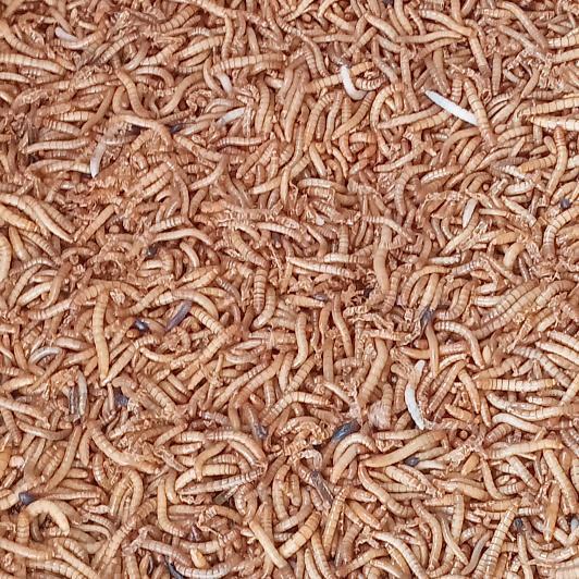 Ulat Hongkong Hidup 1 Kg