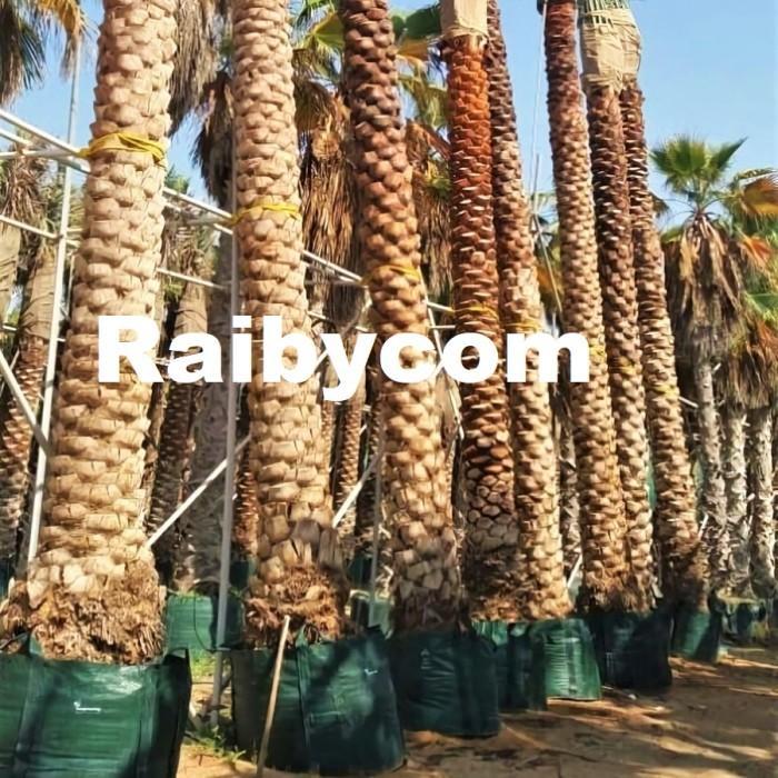 Planter Bag 1000 Liter Easy Grow Jumbo Planterbag Pohon Buah Besar