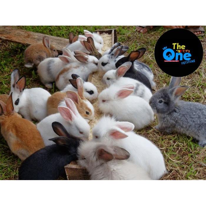 Kelinci Hias Kelinci Peliharaan Tbk