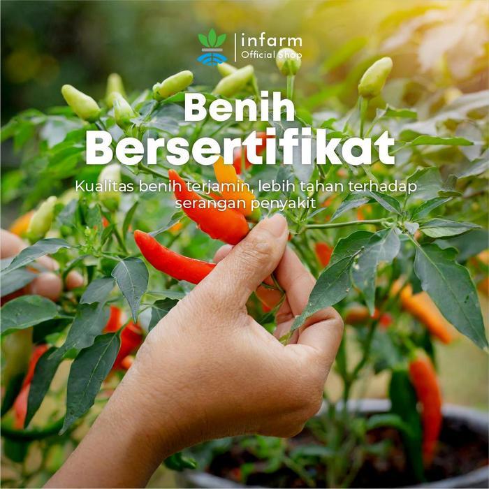 INFARM - BIBIT SAYURAN CABE RAWIT CABAI RAWIT BENIH SAYURAN BENIH SAYUR BIBIT TANAMAN CABAI CABE