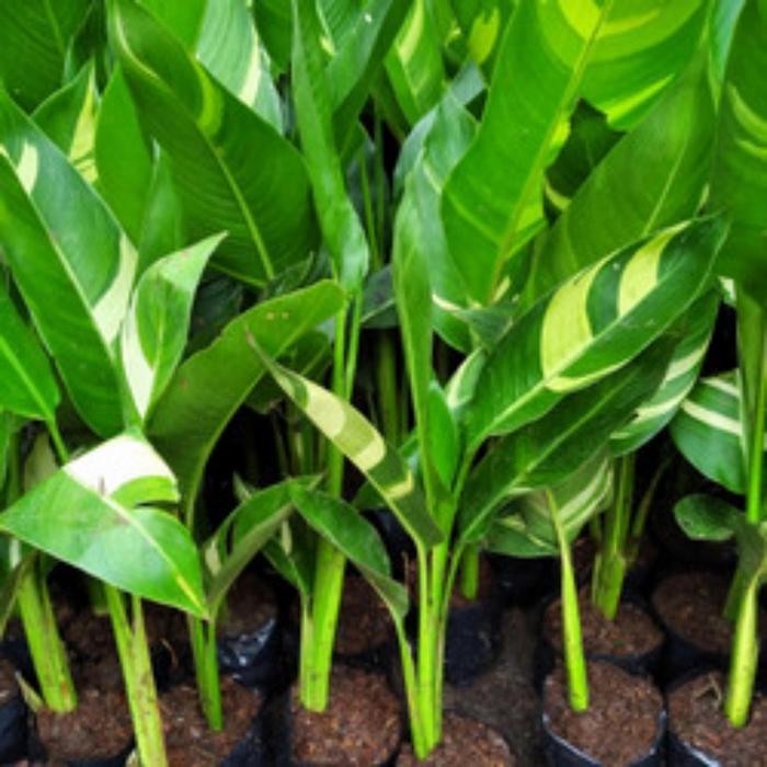 Tanaman Hias Pisangan heloconia Golden HELOCONIA Varigata