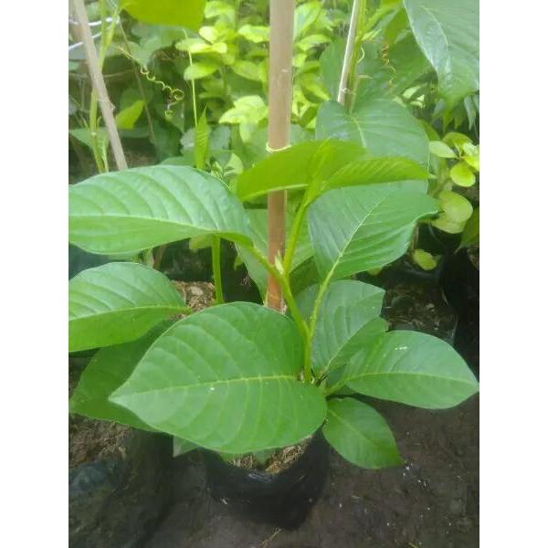 Bibiy pohon buah erbis