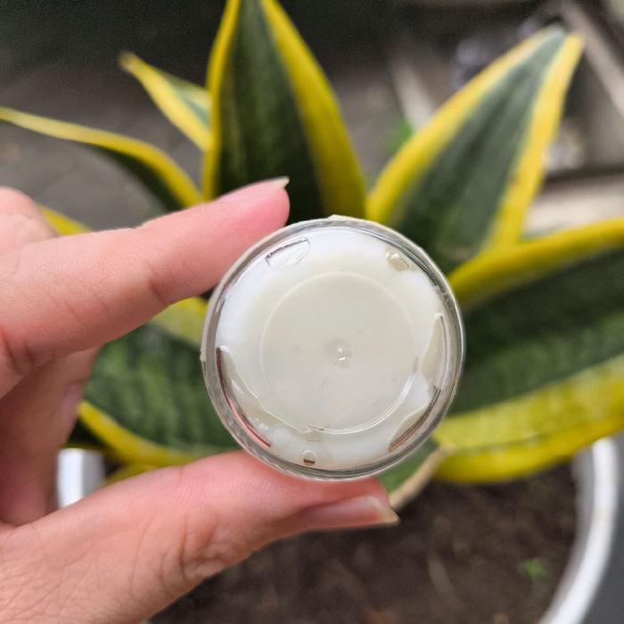 OBAT JAMUR KURA, OBAT ABSES KURA, GENTAMINE SALEP, SALEP KURA
