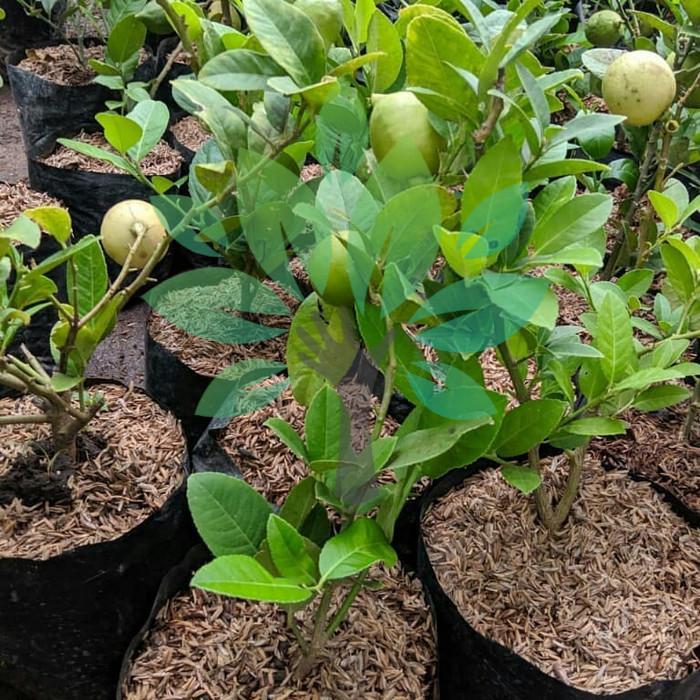 bibit tanaman buah lemon california berbuah-bibit lemon berbuah asli Terbaik