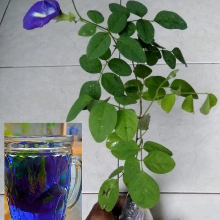NEWW Bibit tanaman bunga telang / pohon bunga telang /bibit bunga telang