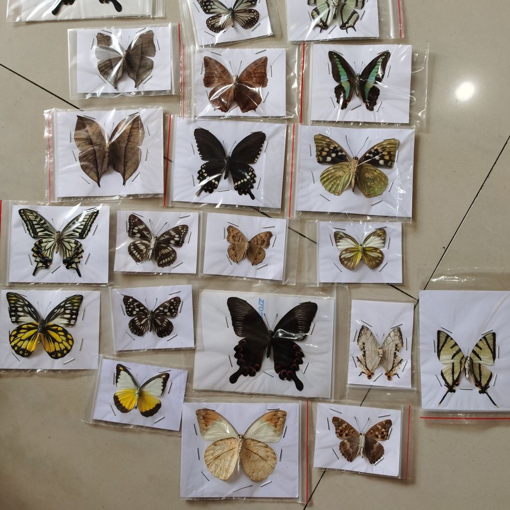 Natural real butterfly specimen teaching aid teaching specimen DIY winged butterfly specimen