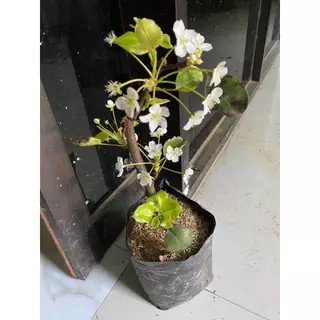 BIBIT BUAH PIR SUDAH BERBUNGA LEBAT SUPER CANTIK SPESIAL LIVE 25,25