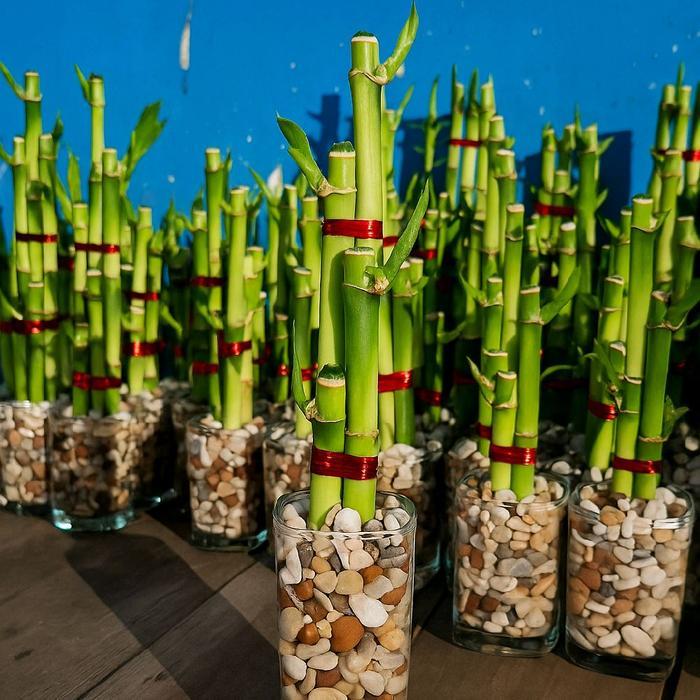 Serasiinspace Paket 3 Batang Bambu Hoki - Lucky Bamboo + Vas Kaca + Batu