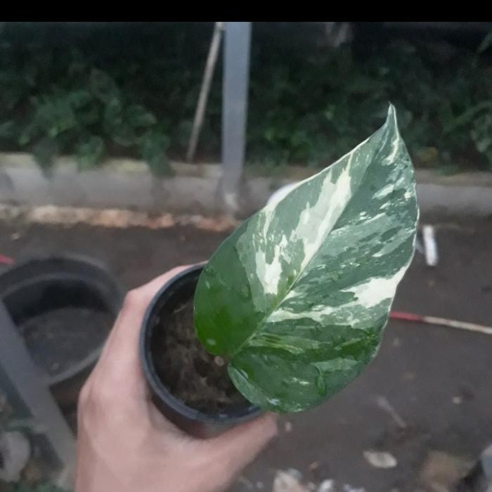 epipremnum pinnatum variegata albo/tanaman hias ekor naga varigata