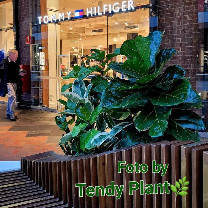Fiddle Leaf Fig ,Ficus Lyrata,pohon Ketapang biola , Tanaman indoor cantik, daun besar Putih Pot