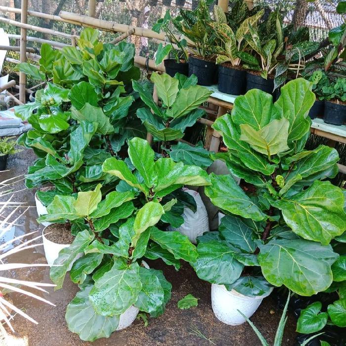 tanaman ketapang biola cantik/ketapang biola