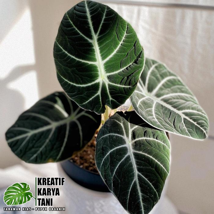 Tanaman hias alocasia black velvet - Alocasia black velvet