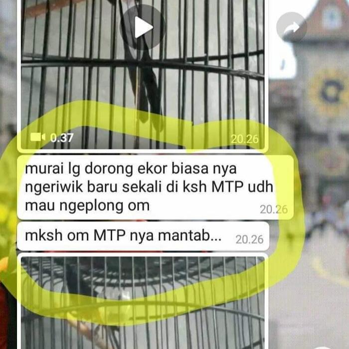 Megic Testo Pro Vitamin Penggacor Murai Love Bird Kacer C.Ijo Kenari