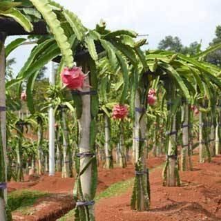 Terlaris Tanaman Bibit Buah Naga Hitam TAMBULAPOT