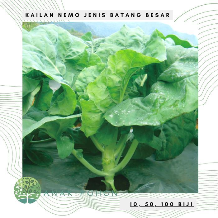 Growterra Farm KAILAN NEMO CHINESE KALE JENIS BERBATANG BESAR SEED