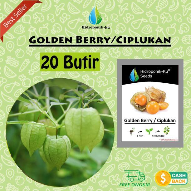 Bibit / Benih Golden Berry / Ciplukan (20 Butir) - Hidroponik Ku