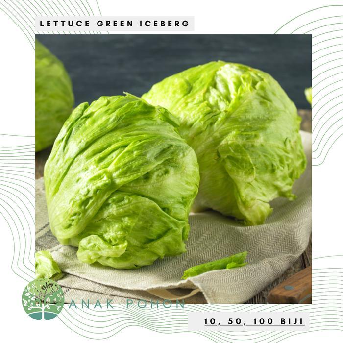 Benih / Bibit / Biji - Selada Lettuce Iceberg - IMPORT