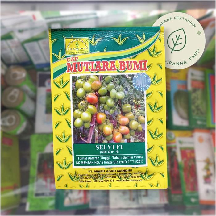 BENIH SELVI F1 BENIH SAYURAN TOMAT F1 BIBIT SAYURAN TOMAT F1