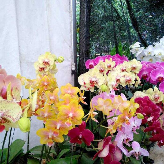 pohon anggrek bulan.