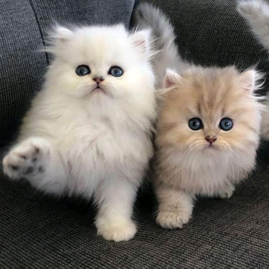 8787FGHF JUAL ANAK KITTEN KUCING PERSIA ANAKAN KUCING PERSIAN KITHCEN KICEN ANABUL LUCU BN6588