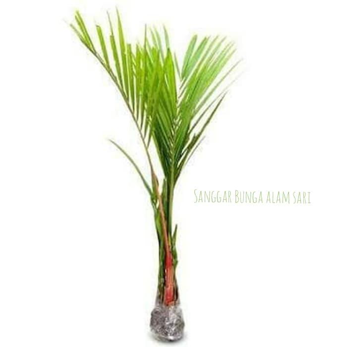 Hot Sale Tanaman Hias Palem Merah 1 Meter