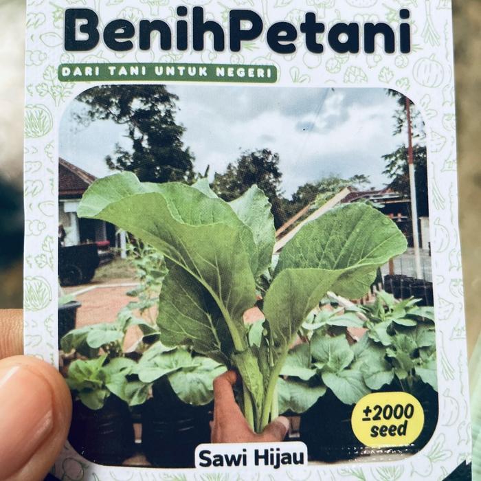 2000 biji - benih bibit sawi hijau sawi (tosakan)