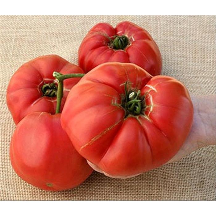 Benih biji tomat Giant Big Beef Steak