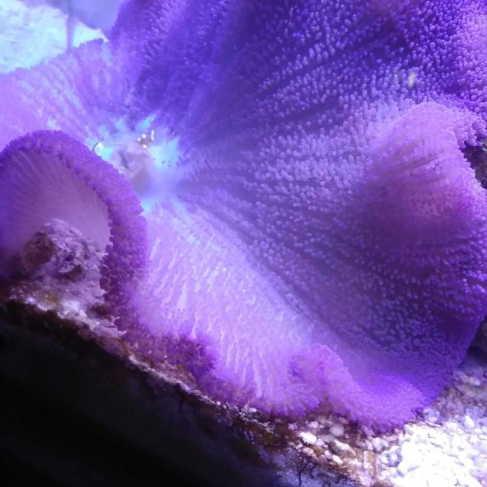 Terlaris anemon karpet ungu Nestara Shop