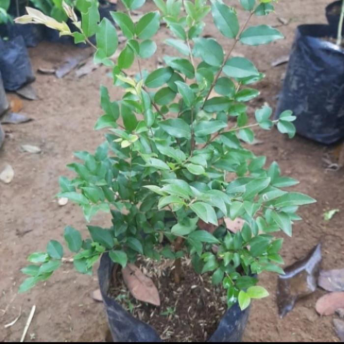 pohon anggur brazil bibit tanaman pohon anggur brazil