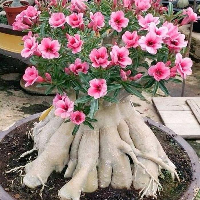 Benih / Bibit / Biji RCN Adenium Arabicum Rachinee 10 Biji