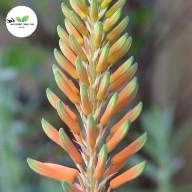 jual bunga lidah buaya-bunga pohon buaya