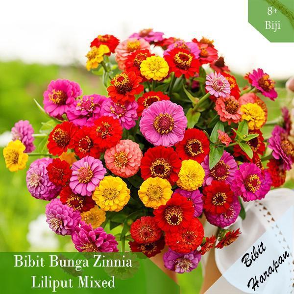 BIBIT BENIH ZINNIA LILIPUT MIXED BIBIT UNGGUL