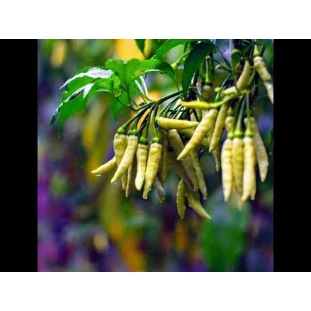 Sale Terlaris Cabai Rawit Berangkai 15 Biji - Benih Cabai Shypoon Cabai Gerombol Cabai Rawit Unggul