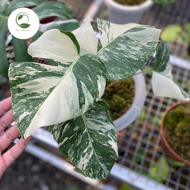 Tanaman Hias Monstera Varigata - Monstera Varigata - Monvar